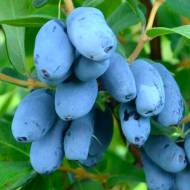 Саженец Жимолость Сердце гиганта в контейнере